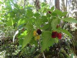 Слика од Rubus hawaiensis A. Gray