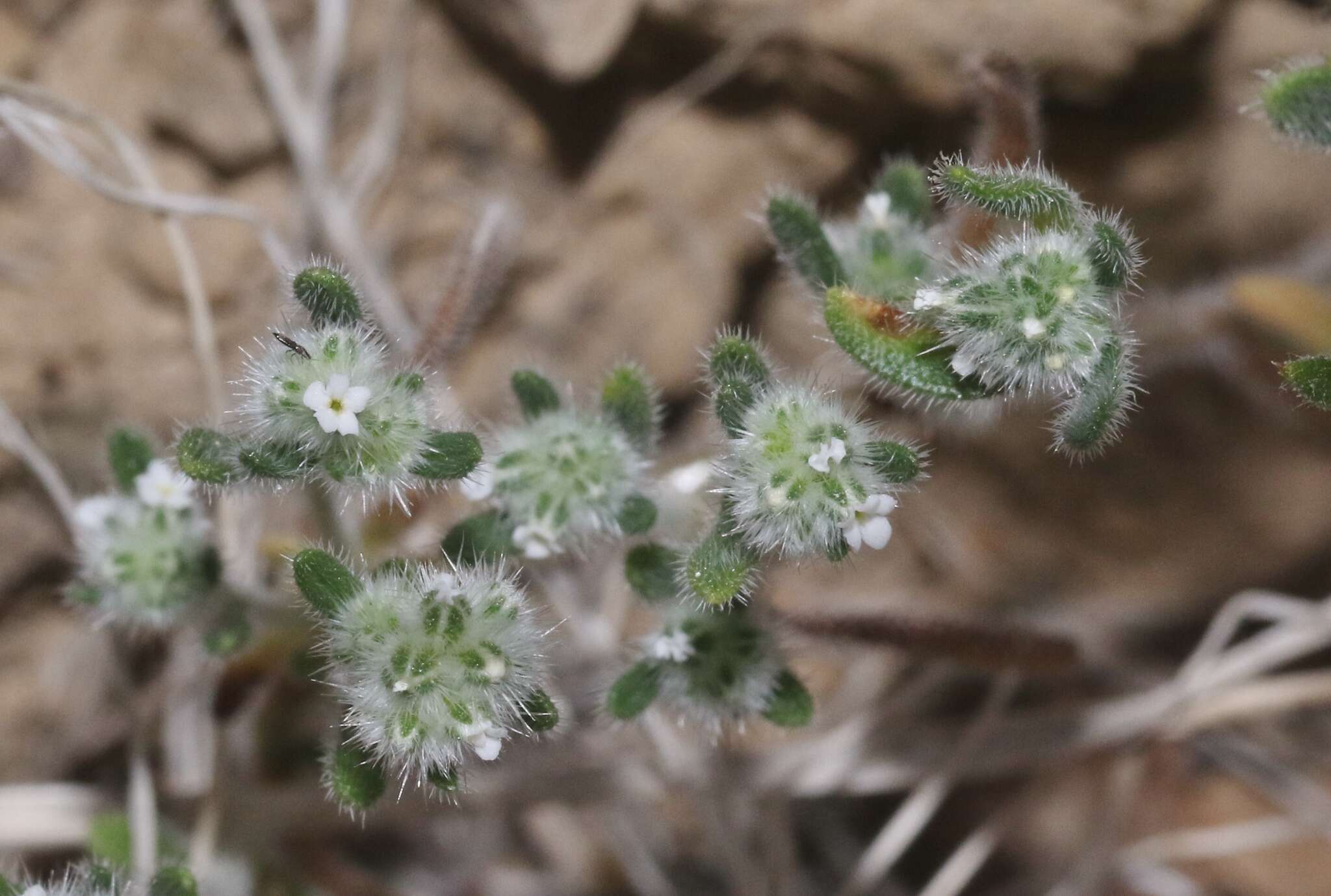 صورة Cryptantha gracilis Osterh.