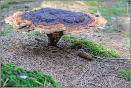 Image of dyer's polypore