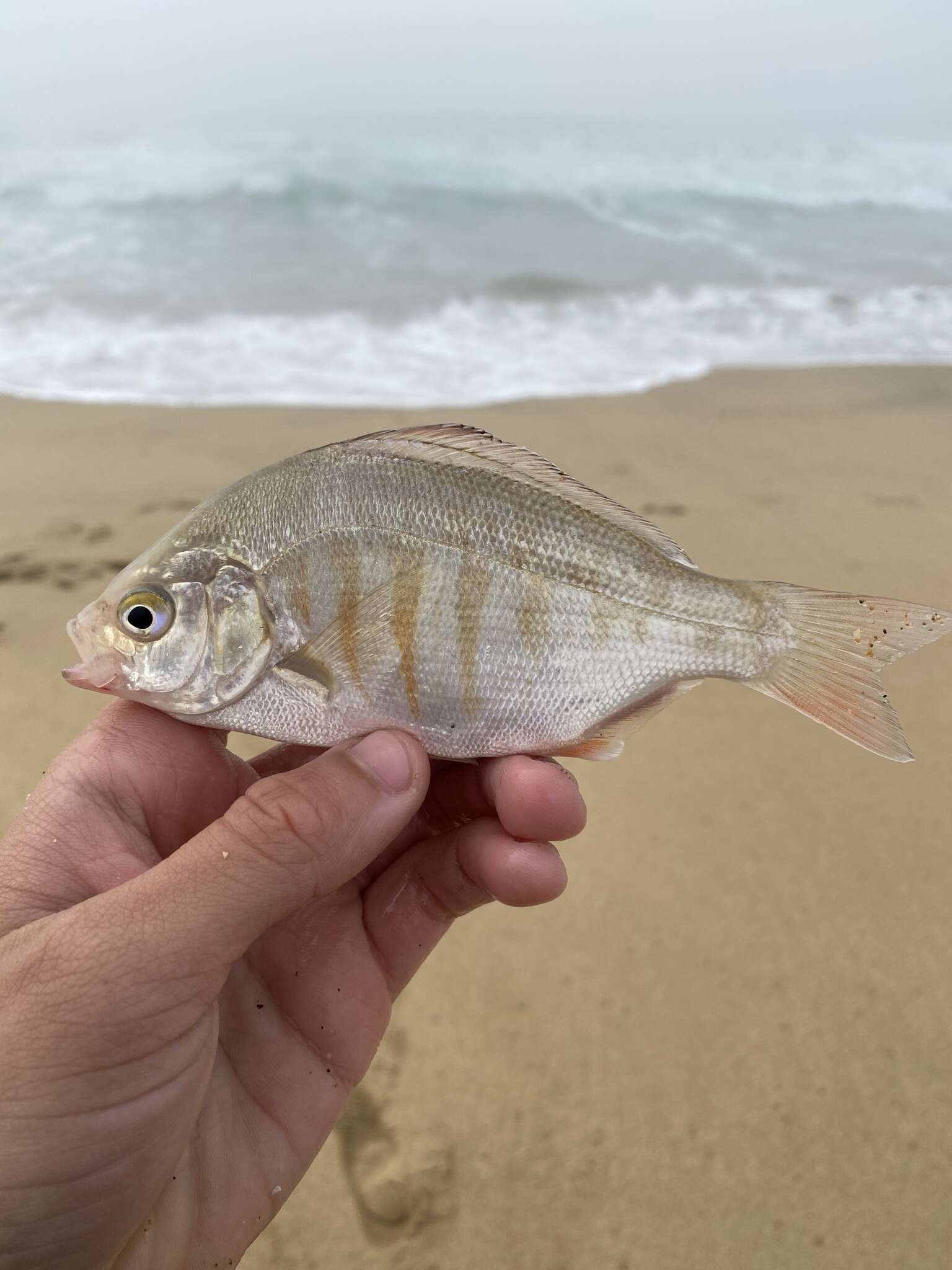 Image of Redtail surfperch