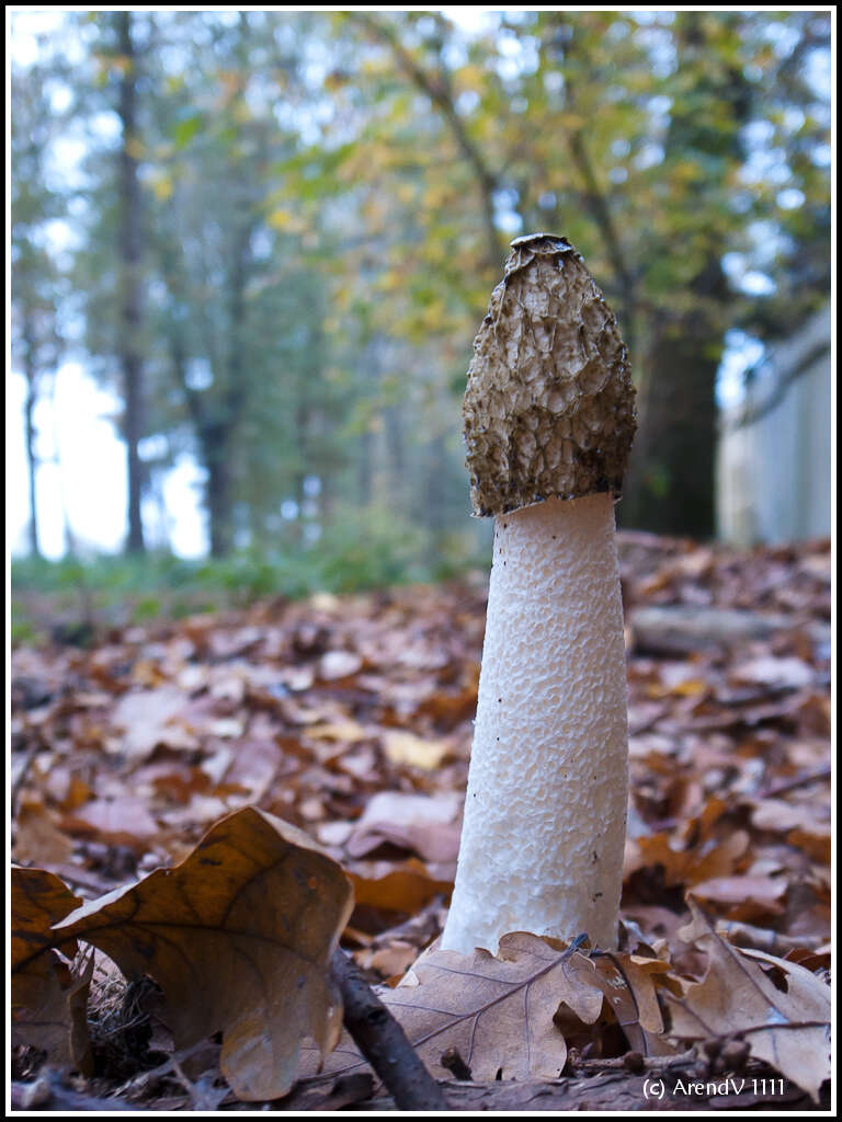 Image of Stinkhorn