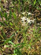 Image of Little River Canyon onion