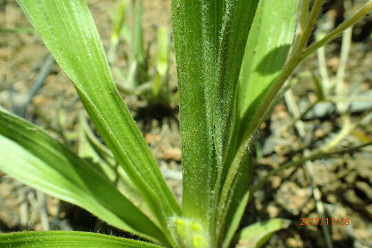 Image of Hypoxis argentea var. sericea (Baker) Baker