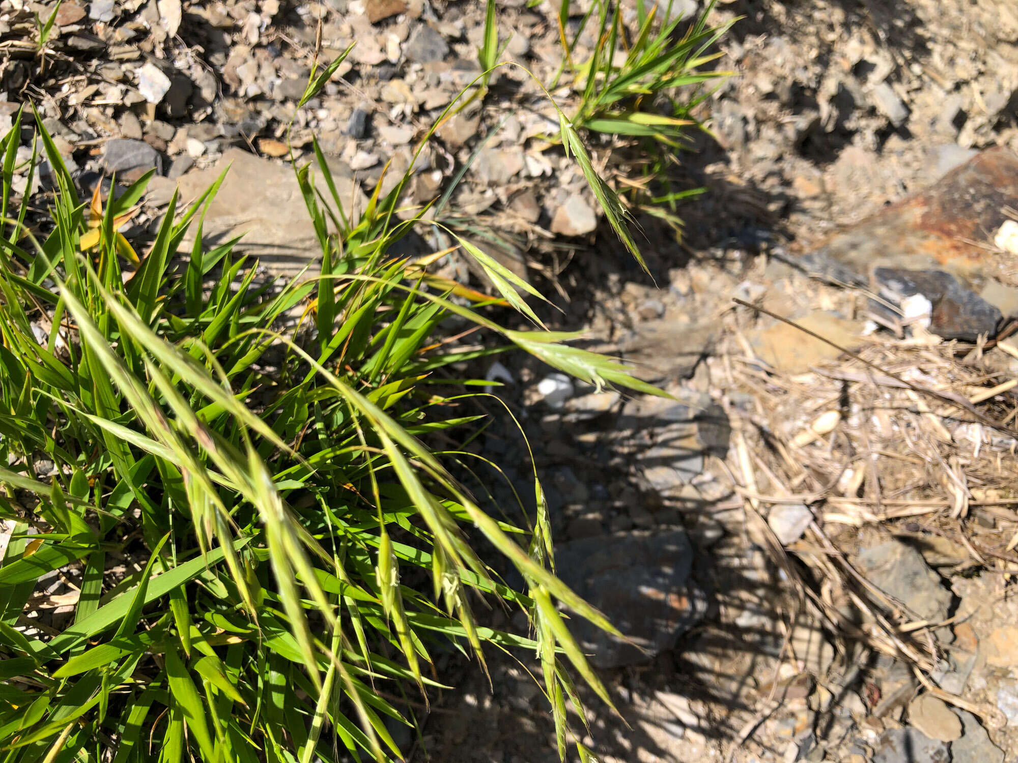 Image of Brachypodium kawakamii Hayata