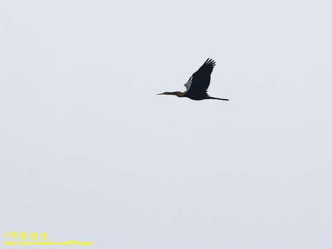 Image de Anhinga roux