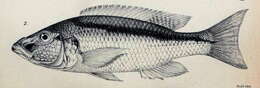 Image of Champsochromis