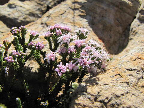 Image of Agathosma squamosa (Willd.) Bartl. & Wendl. fil.