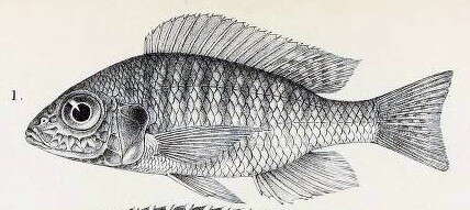 Image of Emperor Cichlid