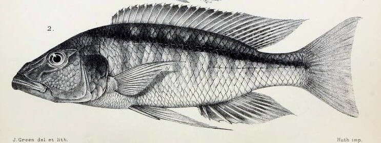 Image of Champsochromis