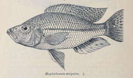 Image of Dimidiochromis