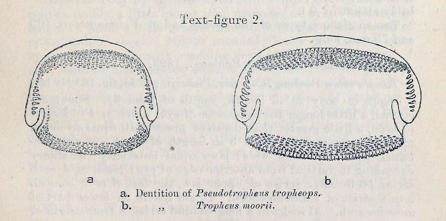 Image de Pseudotropheus