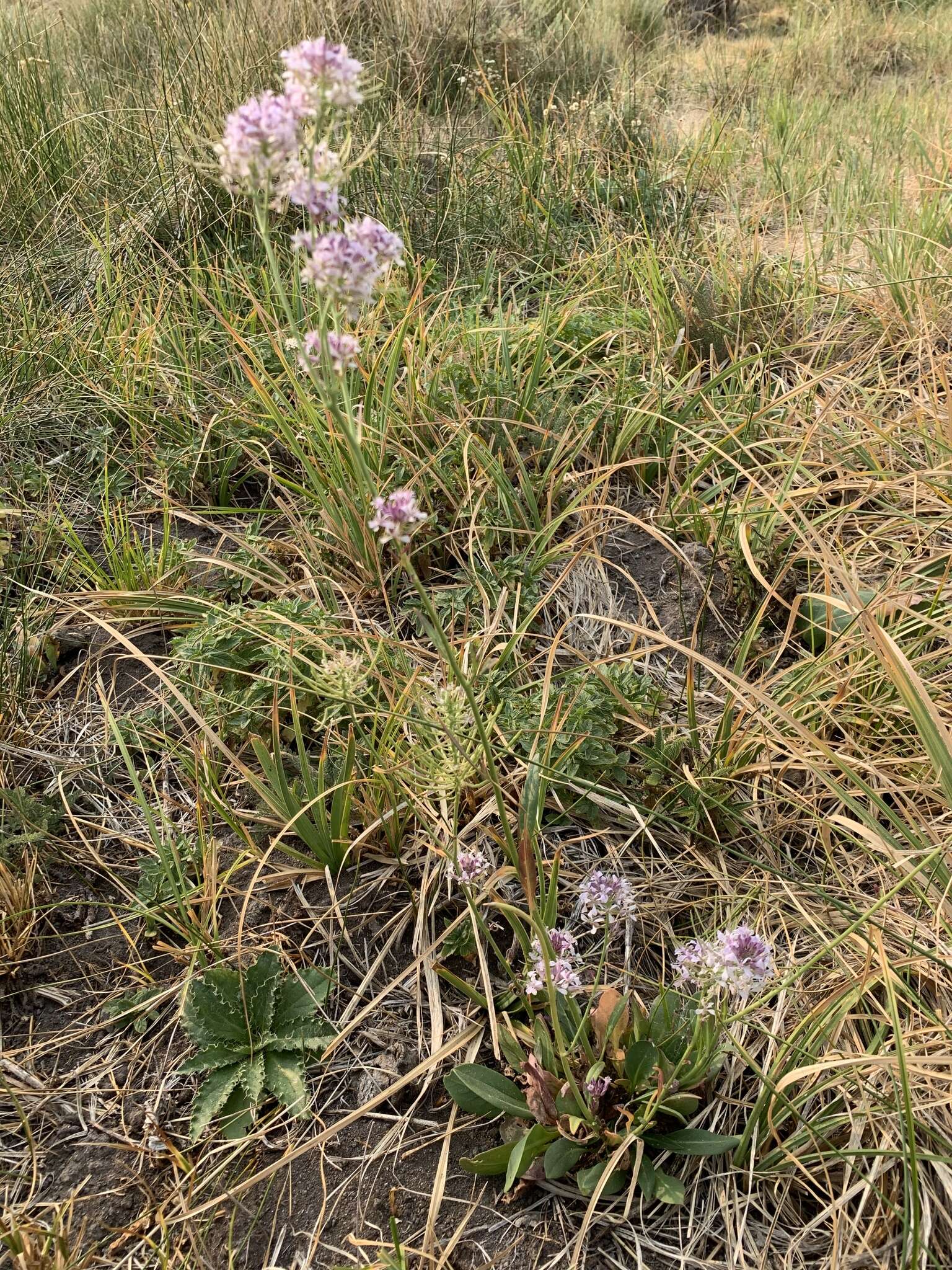 Слика од Thelypodium integrifolium subsp. complanatum Al-Shehbaz