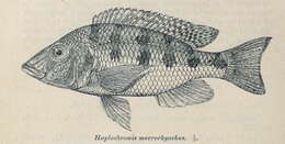 Image of Fossorochromis rostratus (Boulenger 1899)