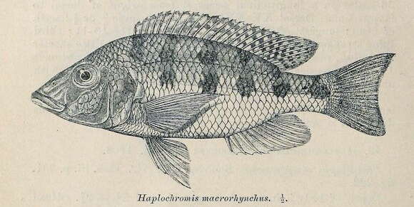 Image of Fossorochromis