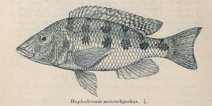 Image of Fossorochromis rostratus (Boulenger 1899)