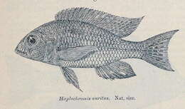 Image of Lethrinops