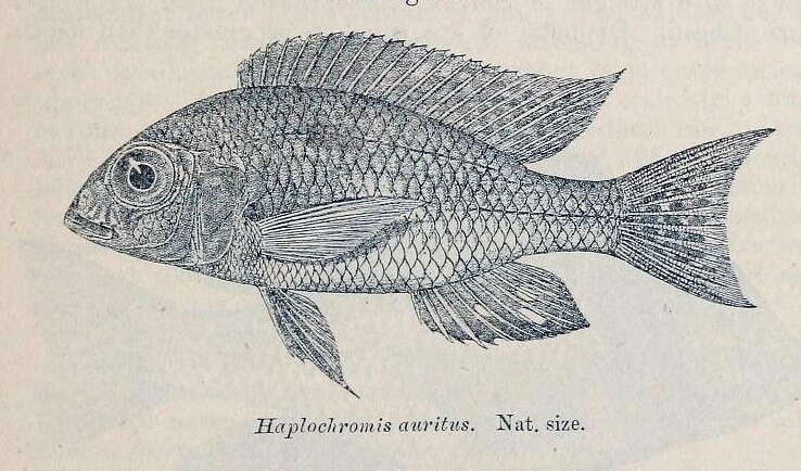 Image of Lethrinops