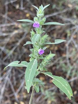 Image of Justicia monechmoides S. Moore