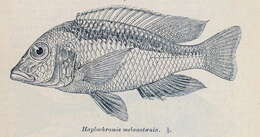 صورة Mylochromis