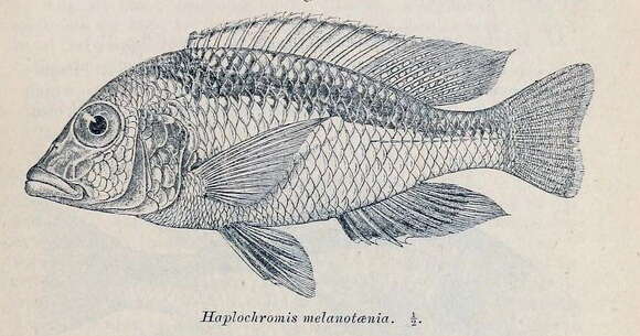 Image de Mylochromis