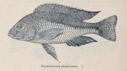 صورة Mylochromis