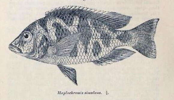 Image de Nimbochromis venustus (Boulenger 1908)