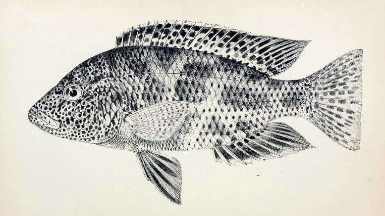 Image de Nimbochromis polystigma (Regan 1922)