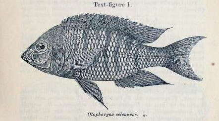 Image of Otopharynx