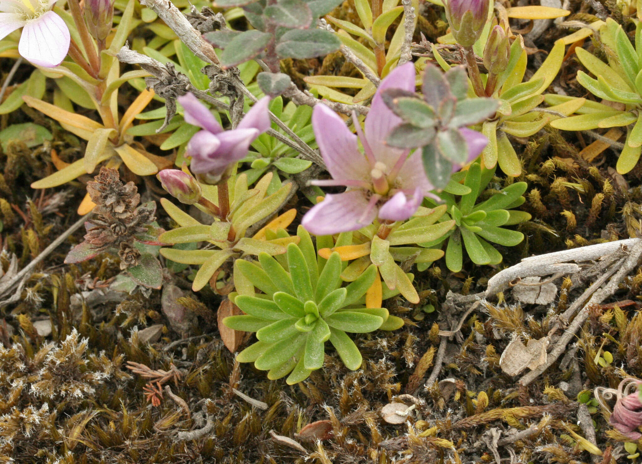 Image of Gentianella cerastioides (Kunth) Fabris