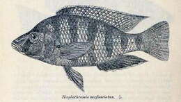 Image of Placidochromis johnstoni (Günther 1894)