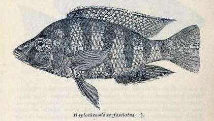 صورة Placidochromis johnstoni (Günther 1894)