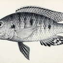 Image of Stigmatochromis woodi (Regan 1922)