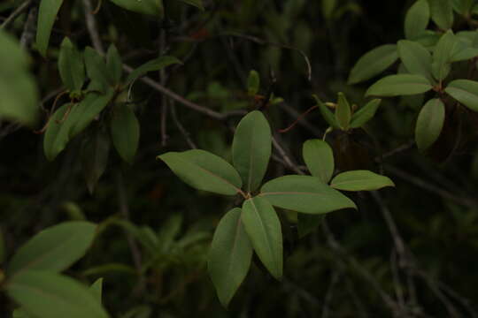 Image of Rhododendron triflorum Hook. fil.