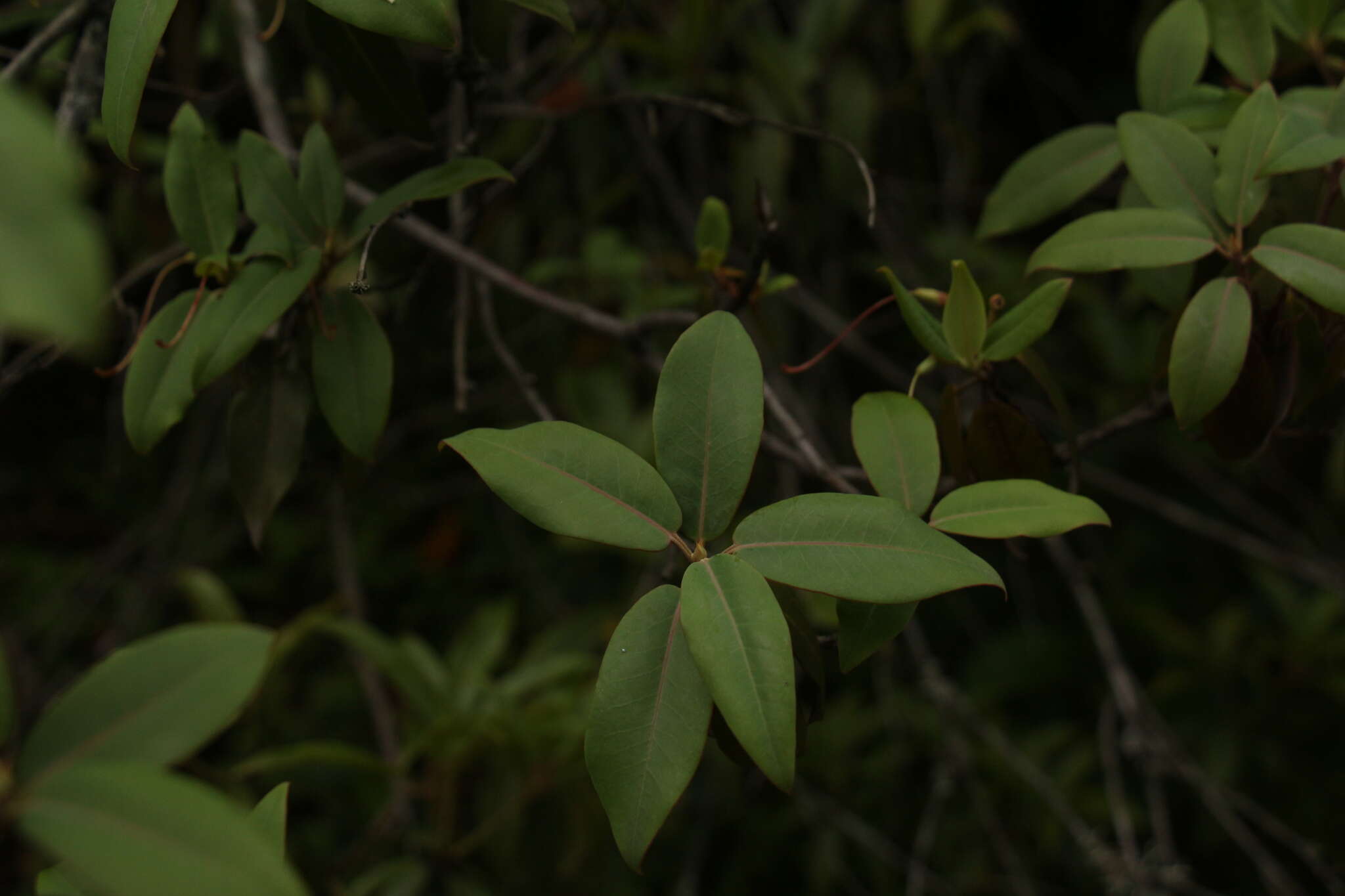 Plancia ëd Rhododendron triflorum Hook. fil.