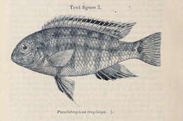 Image of Tropheops