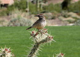 Image of Cactus Wren