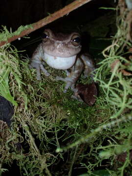 Image de Plectrohyla chrysopleura Wilson, McCranie & Cruz-Díaz 1994