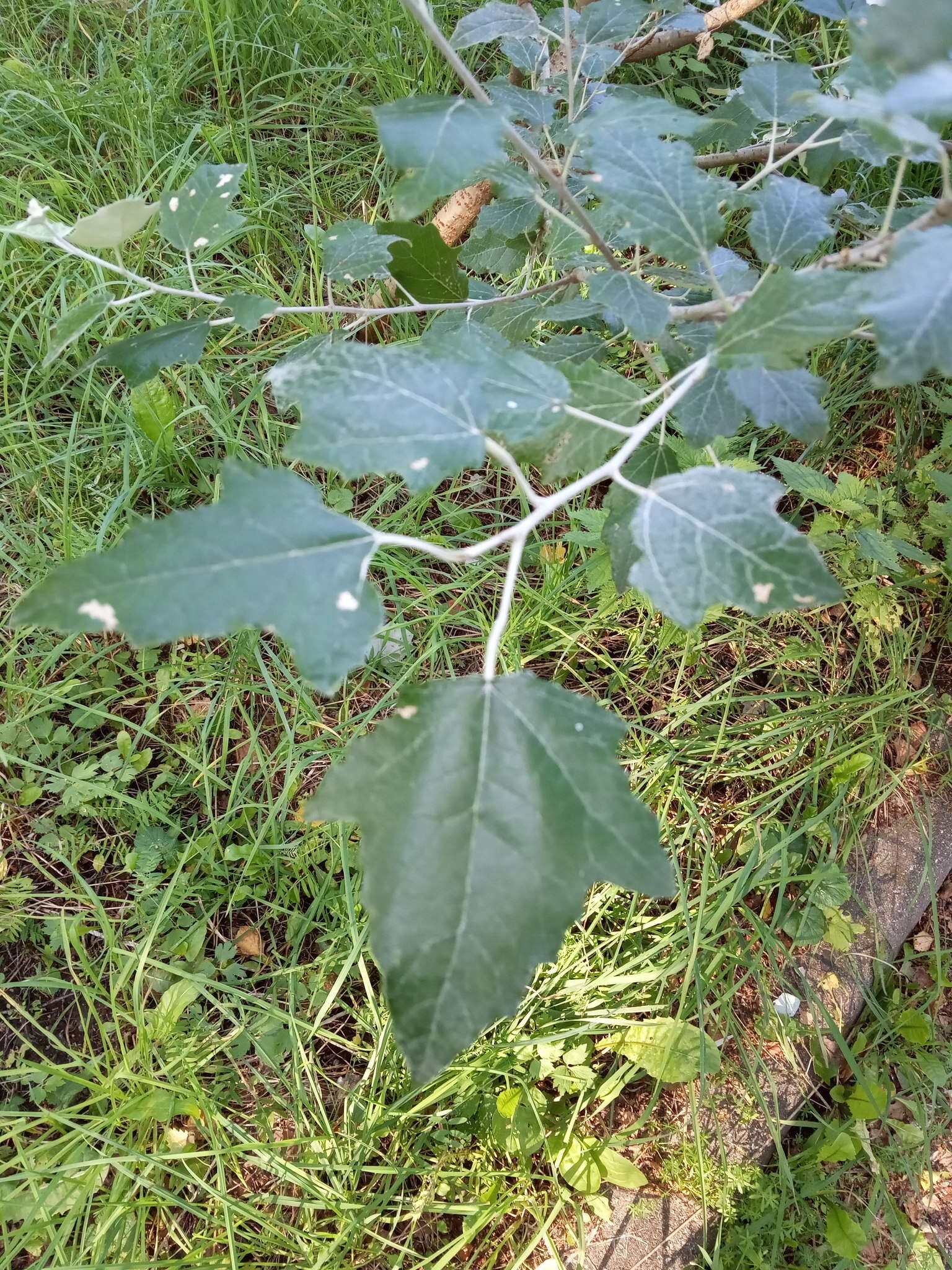 Image of Grey poplar