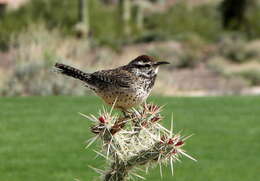 Image of Cactus Wren