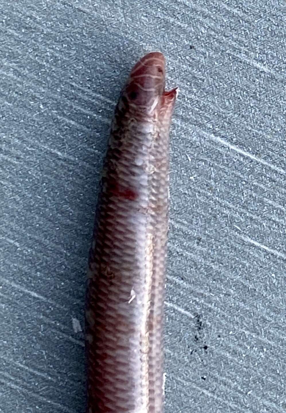 Image of Southern Blind Snake