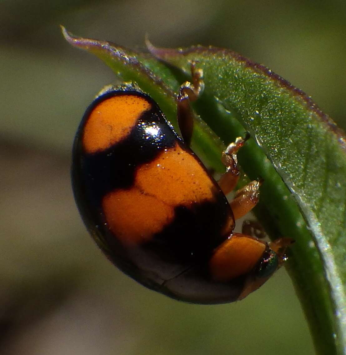 Image of Brachiacantha dentipes (Fabricius 1801)