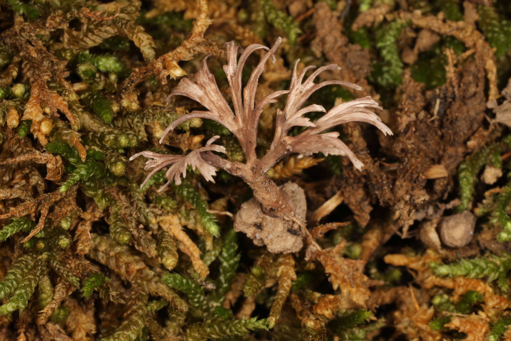 Image of Hyphodontia spathulata (Schrad.) Parmasto 1968