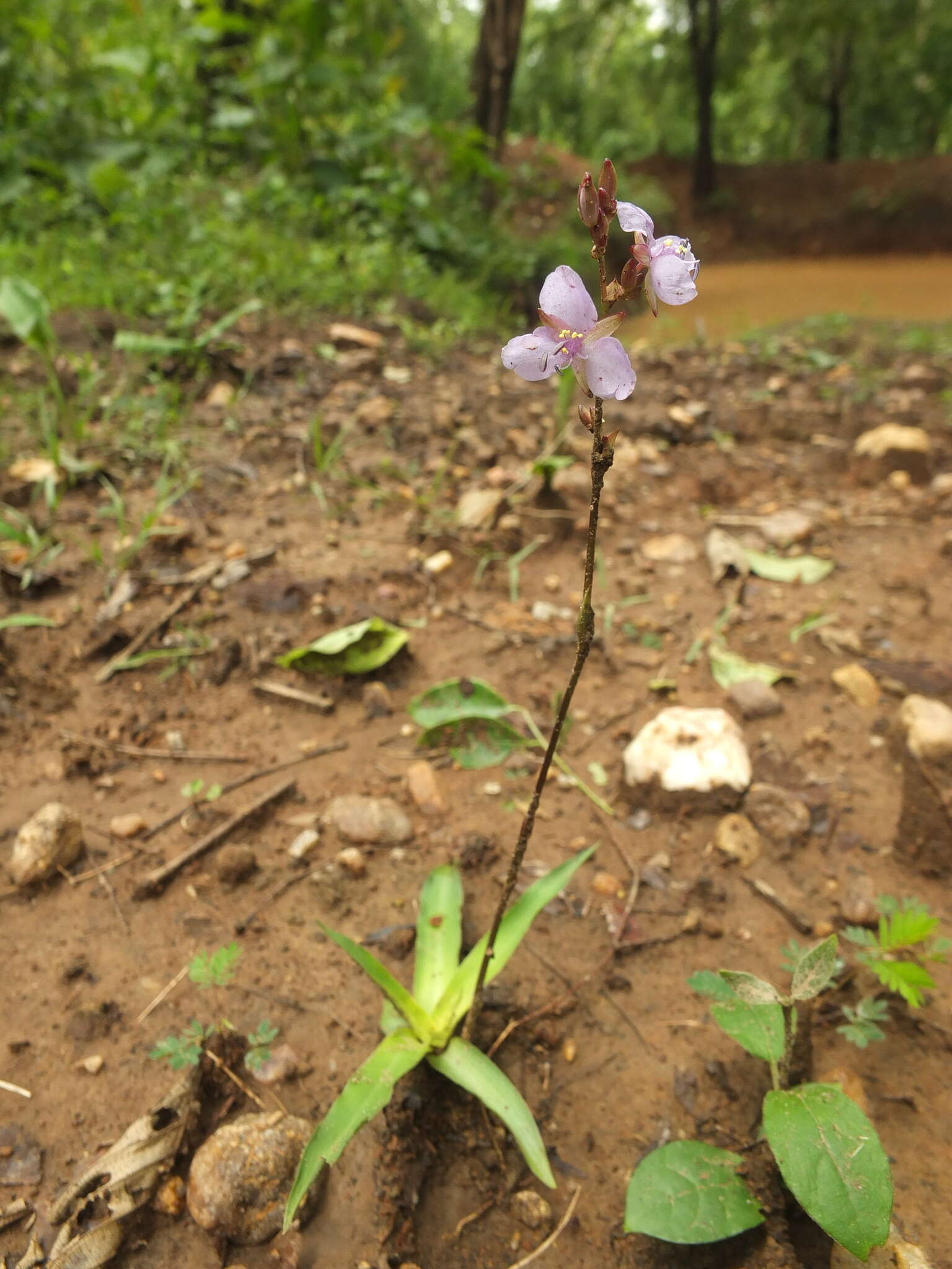 Image of Edible Dewflower