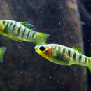 Image of Blackbarred limia