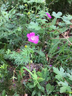 Image of bloody geranium