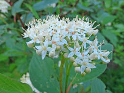 Слика од Cornus slavinii Rehder