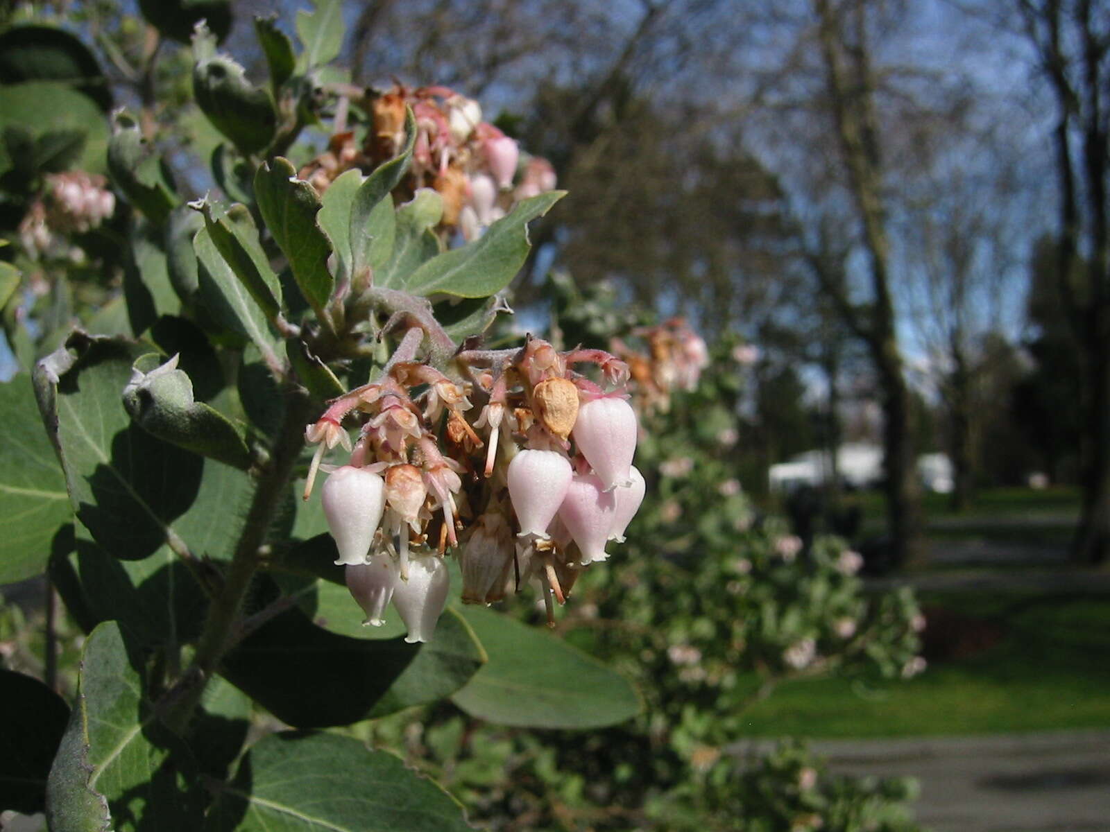 Arctostaphylos viscida Parry resmi