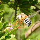 Image of Zinnomyia bifida (Bezzi 1924)