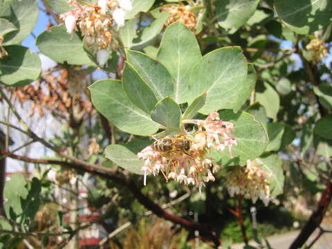 Arctostaphylos viscida Parry resmi