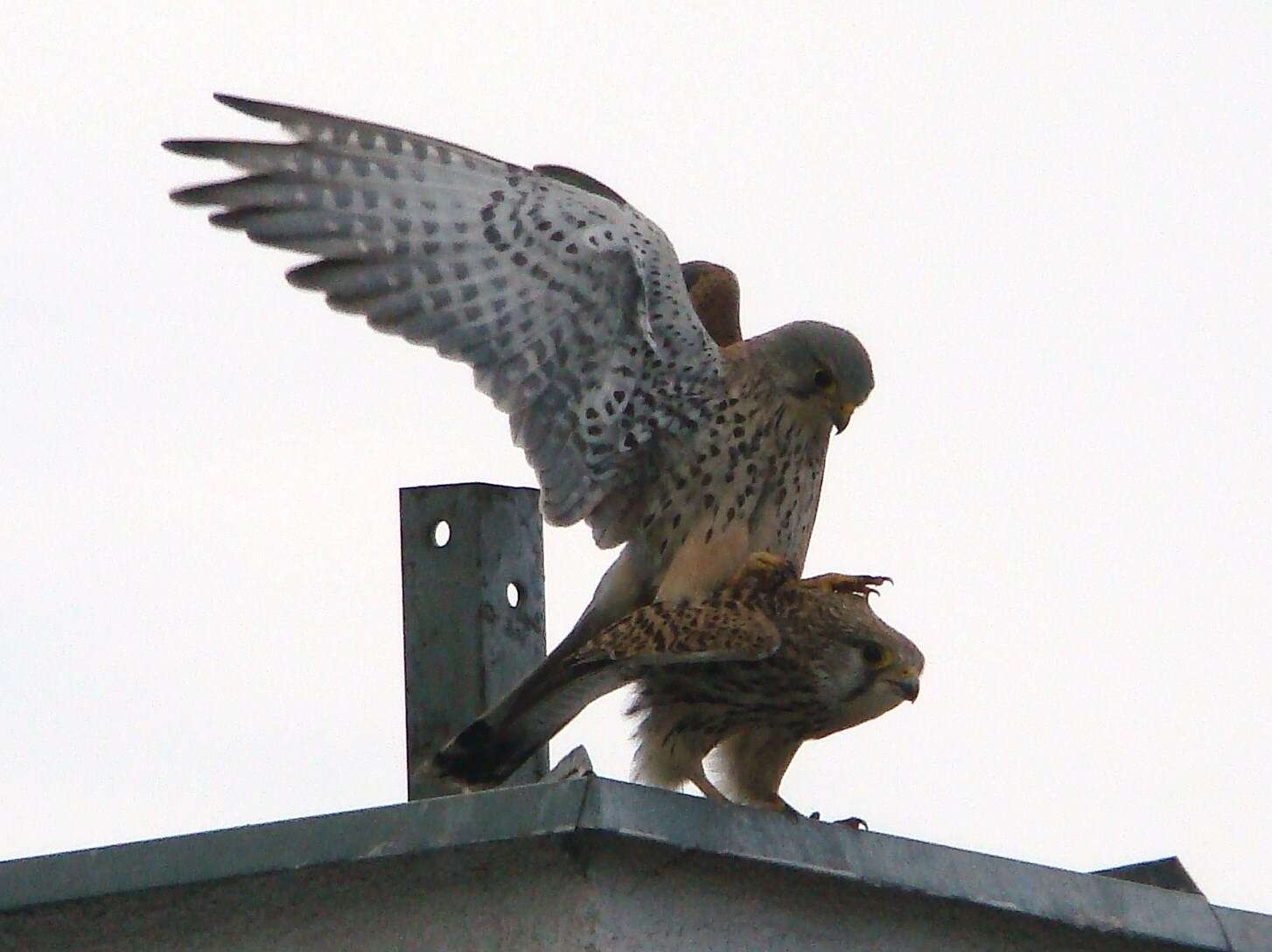 Image of kestrel, common kestrel